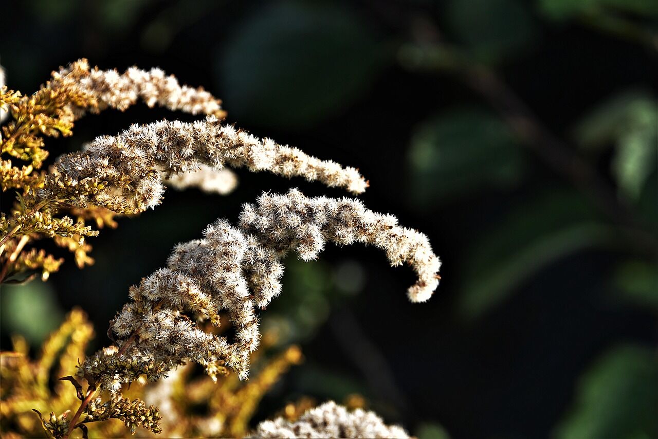 goldenrod-4585013_1280.jpg
